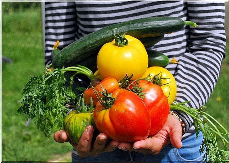 Children on a vegetarian diet