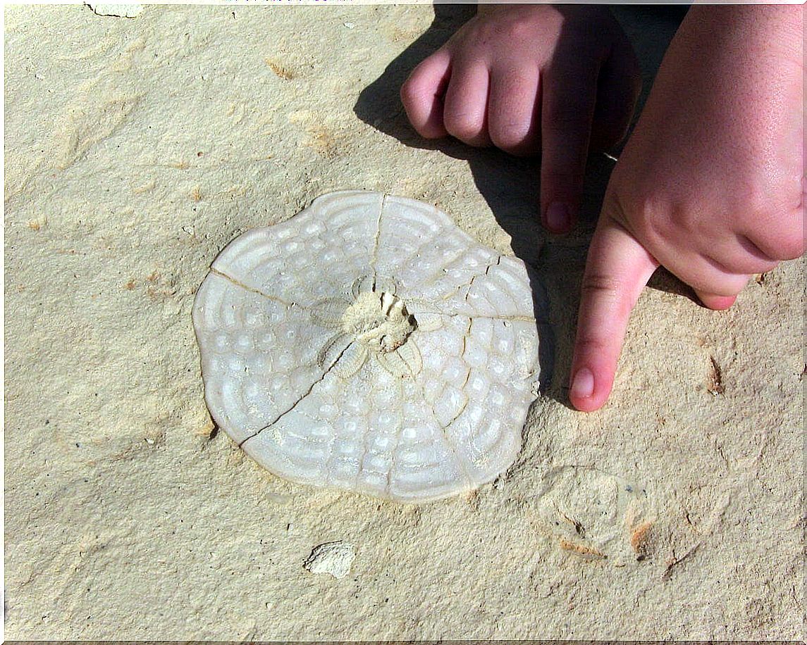 Child making homemade fossils.