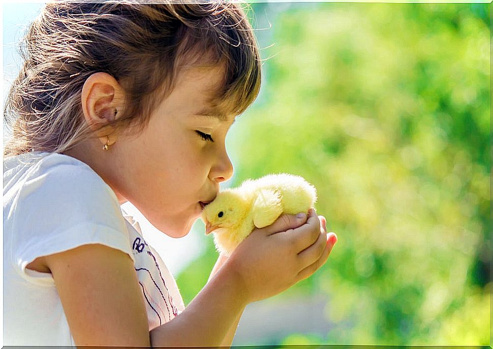 The children's literary phenomenon: the chicken Pepe